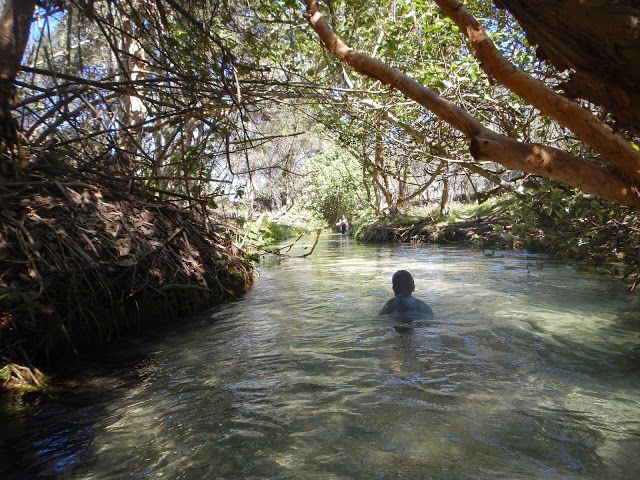 Pere nadando en Eli Creek